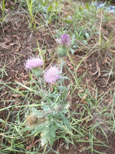 Cirsium rhaphilepis, photographed by Juan Cruzado Cortés
