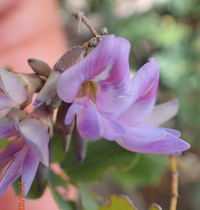 Abrus laevigatus, photographed by Peter Warren