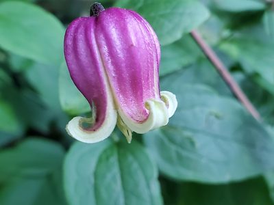 Clematis viorna, photographed by Tom Field