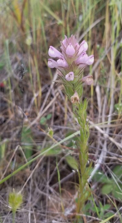 Orthocarpus bracteosus, photographed by Gail A Baker