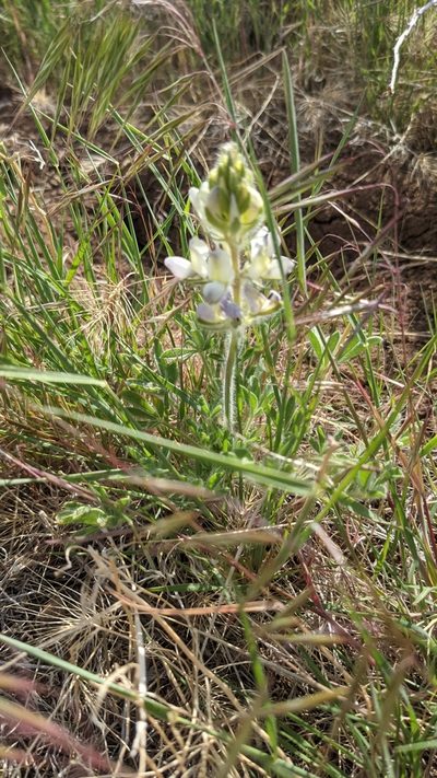 Lupinus malacophyllus, photographed by Quinn Campbell