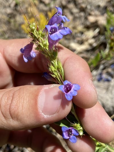 Penstemon leonardii, photographed by Grant Chovil