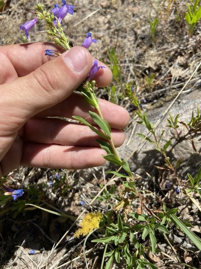 Penstemon leonardii, photographed by Grant Chovil