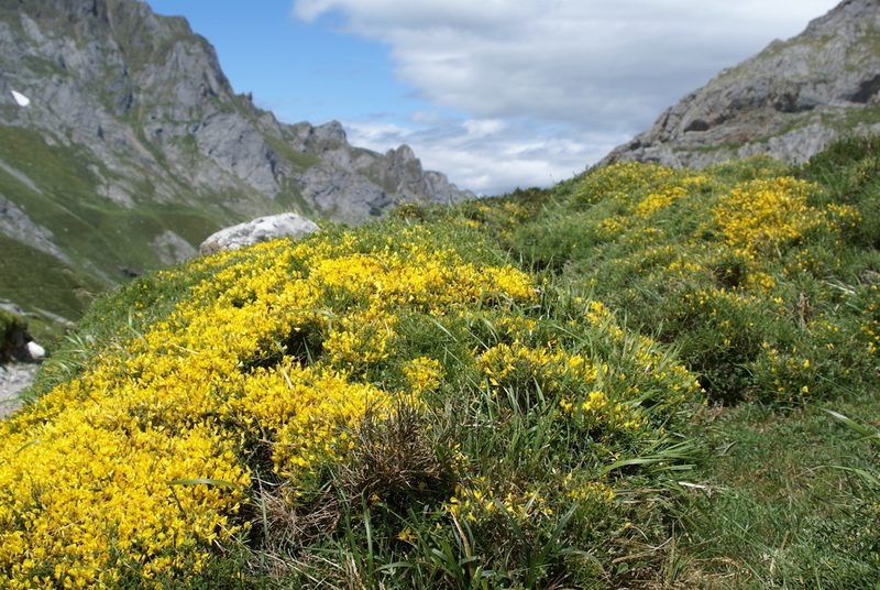 Genista legionensis, photographed by Ina Siebert