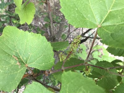 Vitis aestivalis, photographed by Rae Bosley