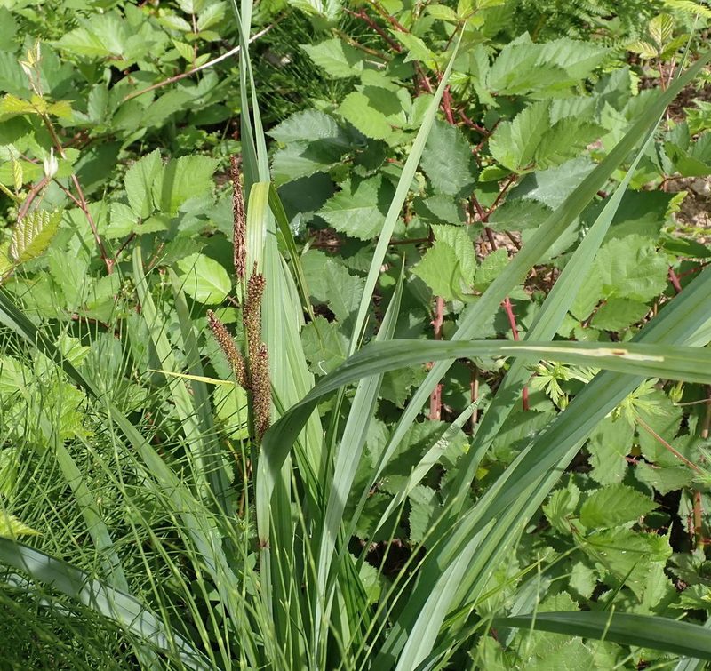 Carex amplifolia, photographed by Mike Palmer