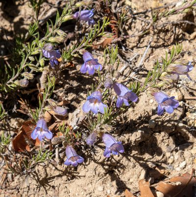 Penstemon crandallii, photographed by Bob Walker