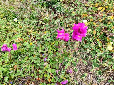 Antirrhinum cirrhigerum, photographed by Darío Estraviz López