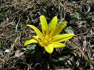 Haplocarpha nervosa, photographed by Todd Boland