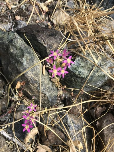 Zeltnera trichantha, photographed by Andrea Loya Castillo