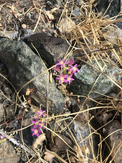 Zeltnera trichantha, photographed by Andrea Loya Castillo