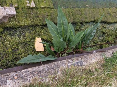 Rumex hydrolapathum, photographed by Piermario Maculan