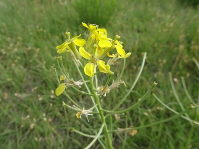 Erysimum asperum, photographed by Thomas Koffel