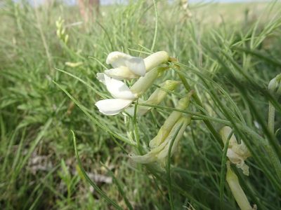 Astragalus pectinatus, photographed by Thomas Koffel