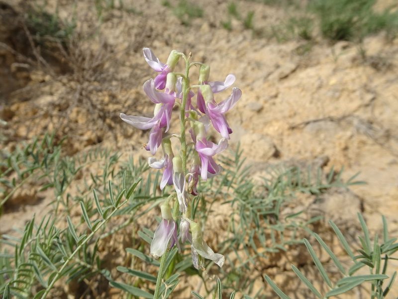 Astragalus racemosus, photographed by Thomas Koffel