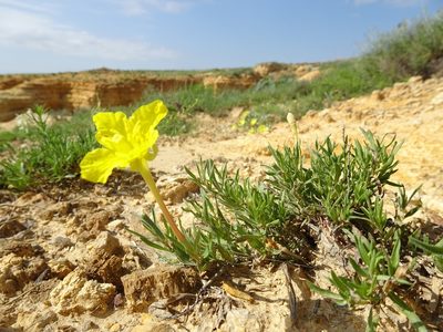 Oenothera lavandulifolia, photographed by Thomas Koffel