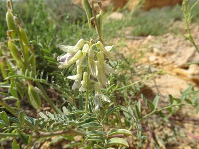 Astragalus racemosus, photographed by Thomas Koffel