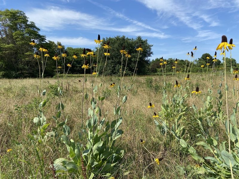 Rudbeckia maxima, photographed by Reid Hardin