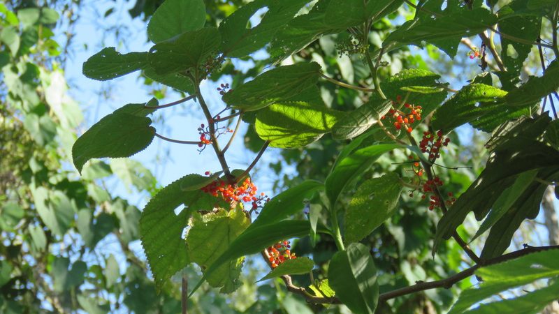 Urera aurantiaca, photographed by demianlescano