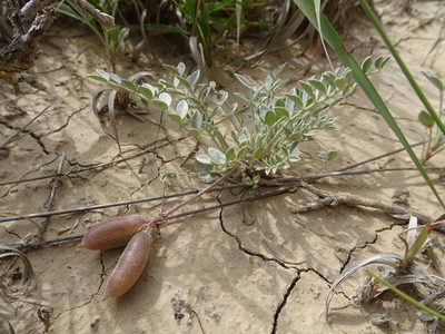 Astragalus missouriensis, photographed by Thomas Koffel
