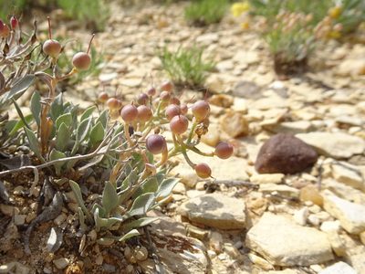 Physaria ovalifolia, photographed by Thomas Koffel