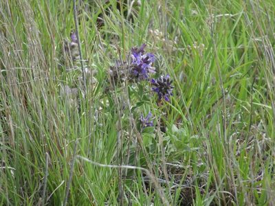 Pediomelum cuspidatum, photographed by Thomas Koffel
