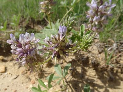 Pediomelum cuspidatum, photographed by Thomas Koffel