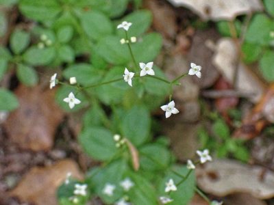 Galium rotundifolium, photographed by Donald Davesne