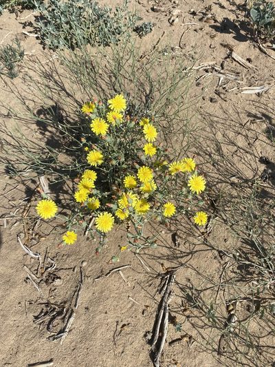 Malacothrix sonchoides, photographed by Elliott Gordon