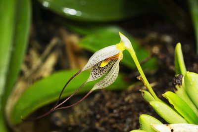 Masdevallia picturata, photographed by Daniel Mesa