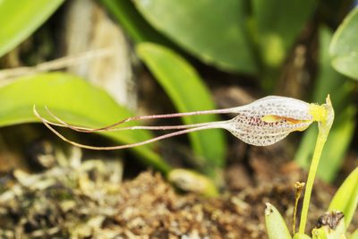 Masdevallia picturata, photographed by Daniel Mesa