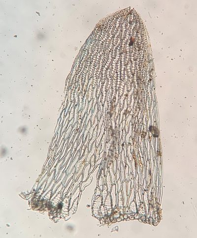 Sphagnum missouricum, photographed by Zihao Wang
