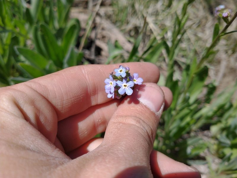 Hackelia micrantha, photographed by Drew Meyer