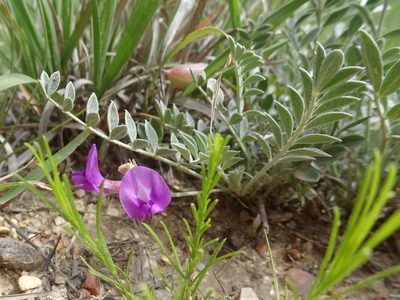 Astragalus missouriensis, photographed by Thomas Koffel