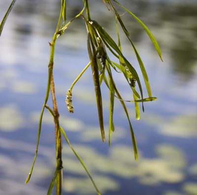 Potamogeton zosteriformis, photographed by aarongunnar