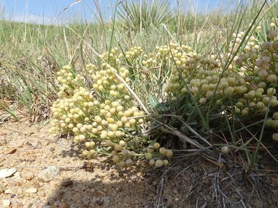 Physaria ovalifolia, photographed by Thomas Koffel