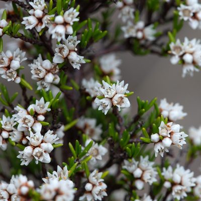 Cryptandra tomentosa, photographed by Kym Nicolson