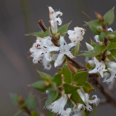 Styphelia exarrhena, photographed by Kym Nicolson