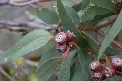 Eucalyptus cosmophylla, photographed by Kym Nicolson