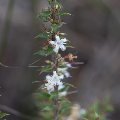 Styphelia exarrhena, photographed by Kym Nicolson