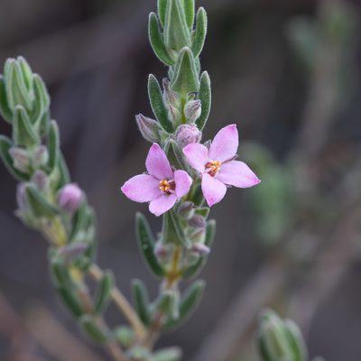 Zieria veronicea, photographed by Kym Nicolson