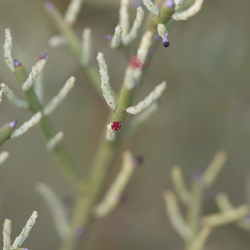 Leptomeria aphylla, photographed by Kym Nicolson