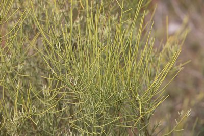 Leptomeria aphylla, photographed by Kym Nicolson