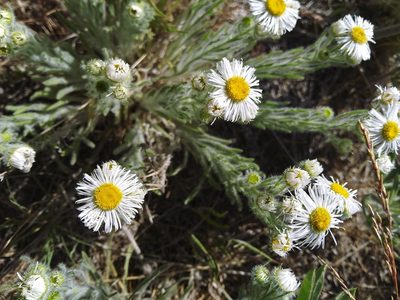 Erigeron pumilus, photographed by Laura Holloway