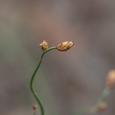 Lepidobolus drapetocoleus, photographed by Kym Nicolson