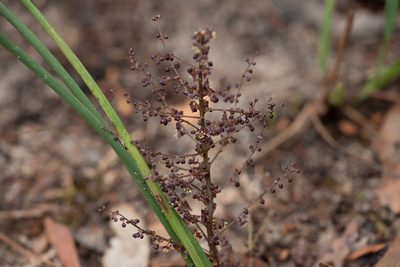 Lomandra micrantha, photographed by Kym Nicolson