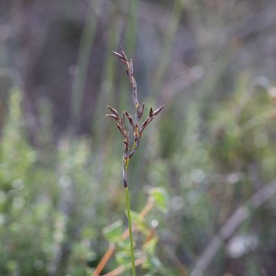 Lepidosperma semiteres, photographed by Kym Nicolson
