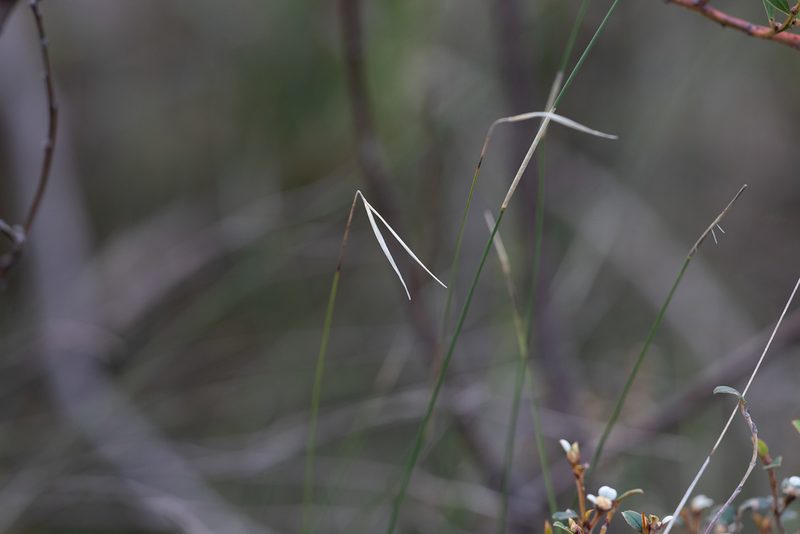 Austrostipa muelleri, photographed by Kym Nicolson