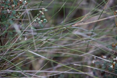 Austrostipa muelleri, photographed by Kym Nicolson