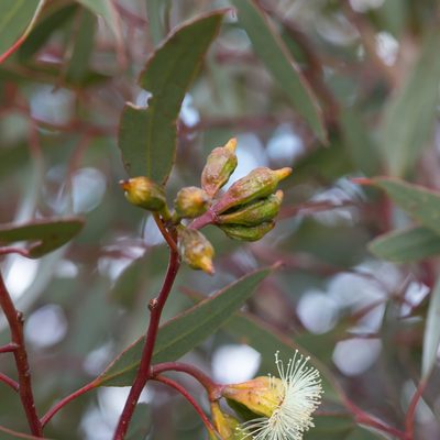Eucalyptus incrassata, photographed by Kym Nicolson